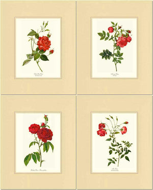 Red Rose Vintage Art Prints