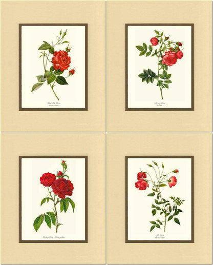 Rose Wall Art Print: Red Rose Prints. Matched Set of 4 - Vintage Botanical Wall Decor- Charting Nature
