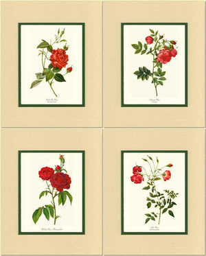 Red Rose Prints. Matched Set of 4 - Charting Nature