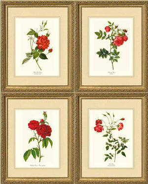 Red Rose Prints. Matched Set of 4 - Charting Nature