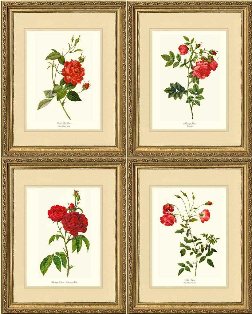 Red Rose Prints. Matched Set of 4: Vintage Botanical Rose Wall Art
