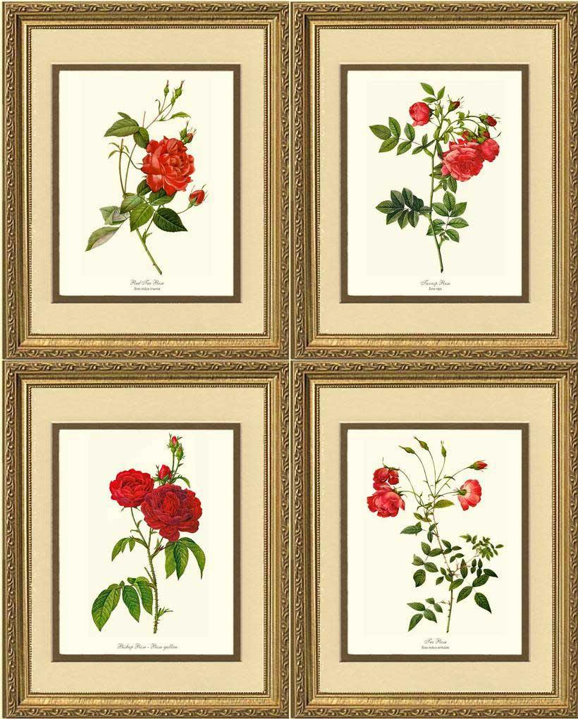Red Rose Prints. Matched Set of 4: Vintage Botanical Rose