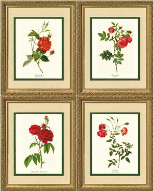 Red Rose Prints. Matched Set of 4 - Charting Nature