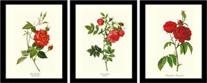 Red Rose Wall Art Print Set. Vintage Framed Botanical Decor