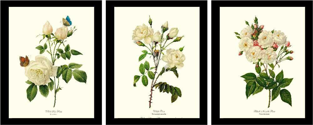 Rose Wall Art Print: White Rose Vintage Botanical Print Set. Matched Set of 3 - Vintage Botanical Wall Decor- Charting Nature