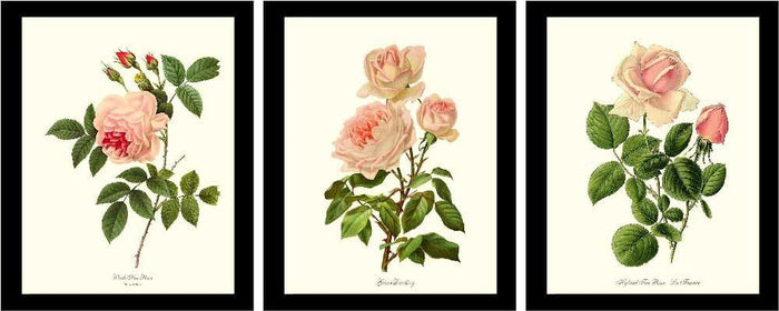 Pink Rose Vintage Botanical Print Set. Matched Set of 3