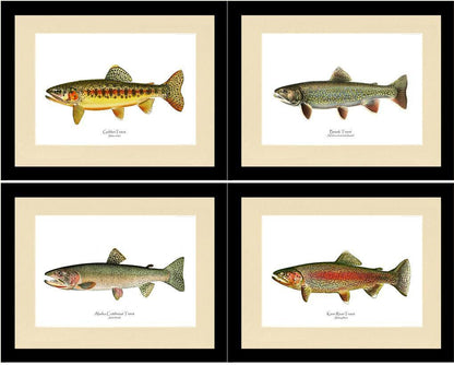 Vintage Trout Fish Prints Set - Charting Nature