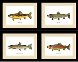 Vintage Trout Fish Prints Set - Charting Nature