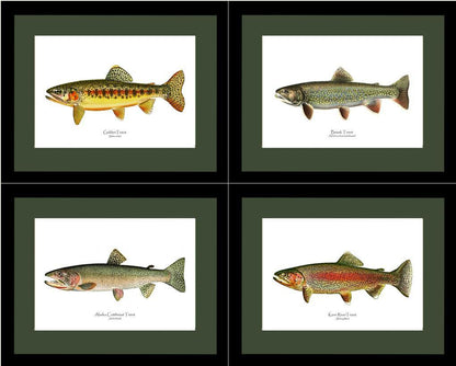 Vintage Trout Fish Prints Set - Charting Nature