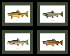 Vintage Trout Fish Prints Set - Charting Nature