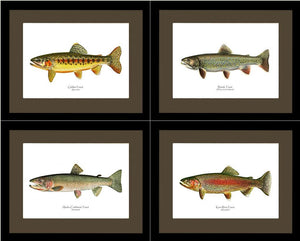 Vintage Trout Fish Prints Set - Charting Nature