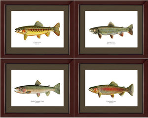 Vintage Trout Fish Prints Set - Charting Nature