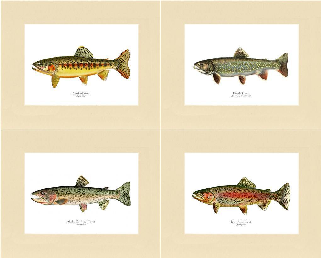 Vintage Trout Fish Prints Set  Vintage Fish Art Print – Charting