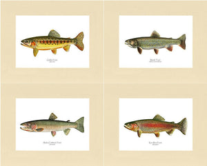 Vintage Trout Fish Prints Set - Charting Nature