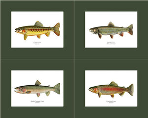 Vintage Trout Fish Prints Set - Charting Nature