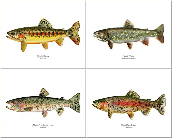Vintage Trout Fish Prints Set
