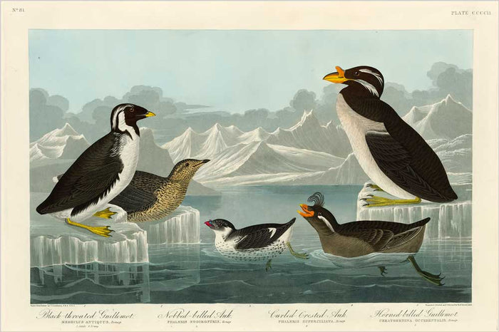 Auk-Nobbed-Billed