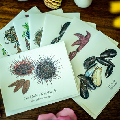 Pacific Intertidal Life | Shellfish Note Card Set