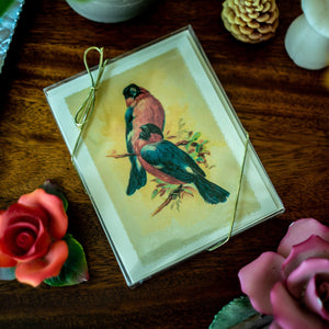 Antique Birds Notecards - Charting Nature