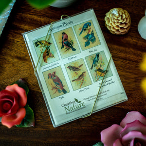 Antique Birds Notecards - Charting Nature