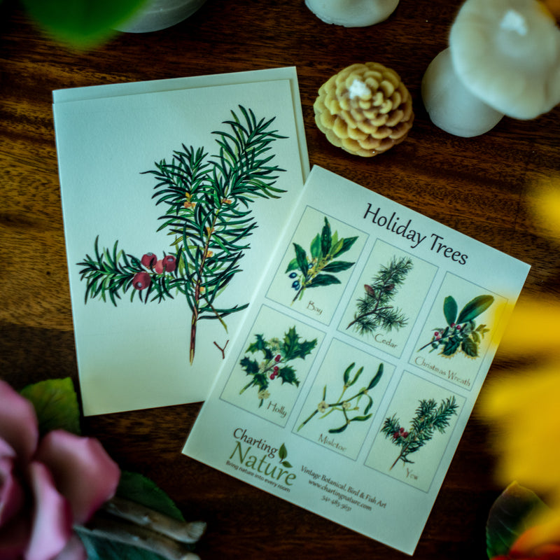 Holiday Tree Notecards - Botanical print notecard set – Charting Nature