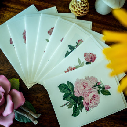 Pink Roses | Vintage Botanical Note Card Set