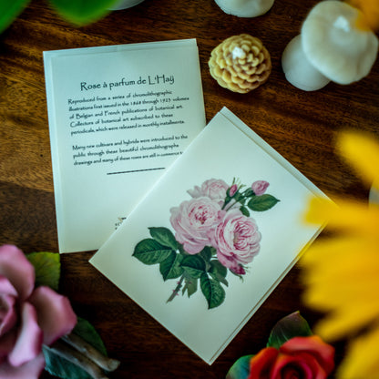 Pink Roses | Vintage Botanical Note Card Set
