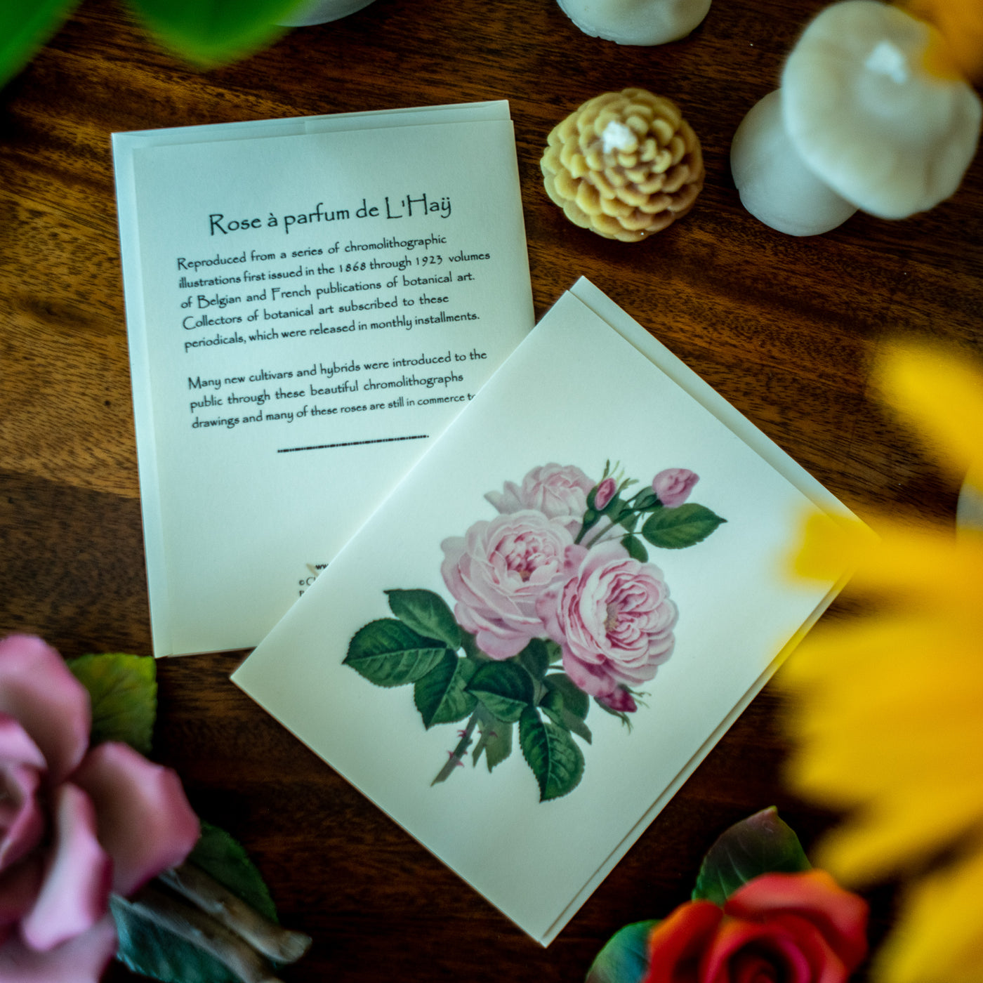 Pink Roses Notecards - Botanical print notecard set – Charting Nature
