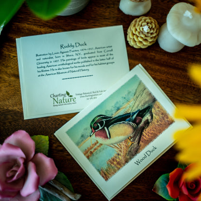 Duck Bird Note Card Set