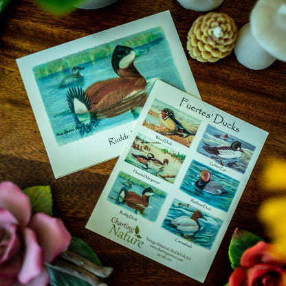 Duck Bird Note Card Set