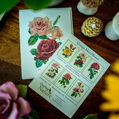 Mixed Roses | Vintage Botanical Note Card Set