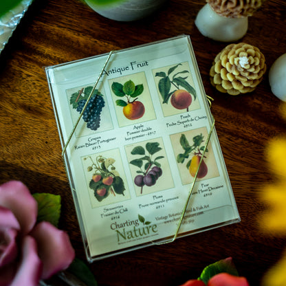 Fruit | Vintage Fruit Botanical Note Card Set