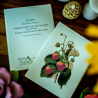 Fruit | Vintage Fruit Botanical Note Card Set