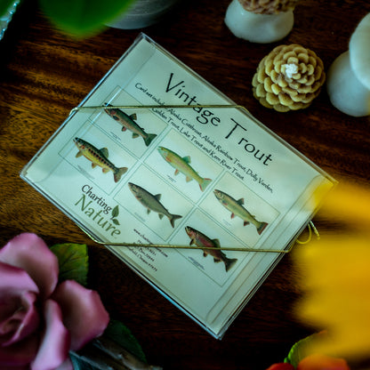 Vintage Trout  | Fish Note Card Set