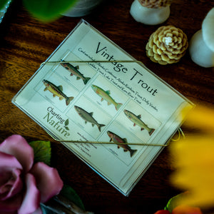 Vintage Trout Note Cards