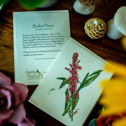 Red Wildflowers - Vintage Botanical Notecards