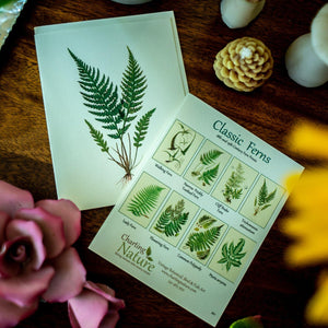 Antique Fern Notecards - Charting Nature