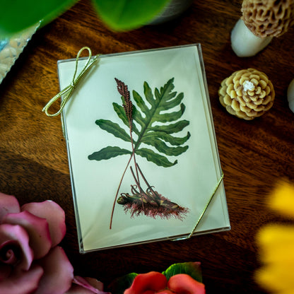 Native Ferns | Vintage Botanical Note Card Set