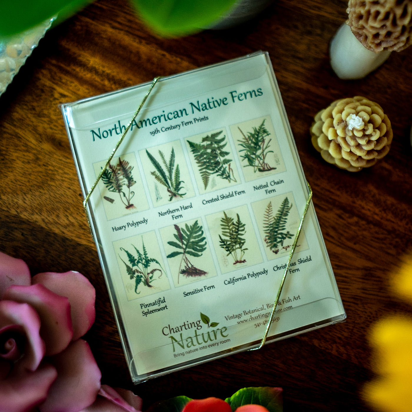 Native Fern Note Card Set - Botanical print notecard set – Charting Nature