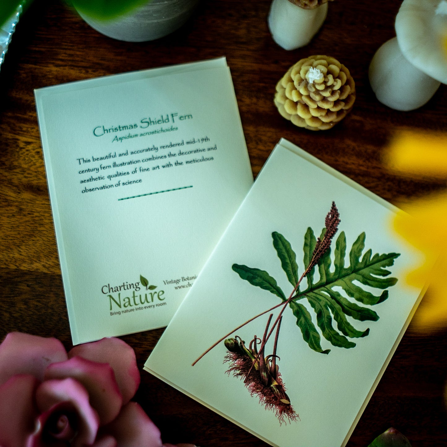 Native Fern Note Card Set - Botanical print notecard set – Charting Nature