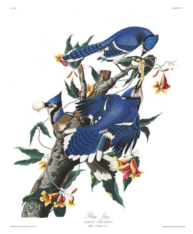 Jay-Blue