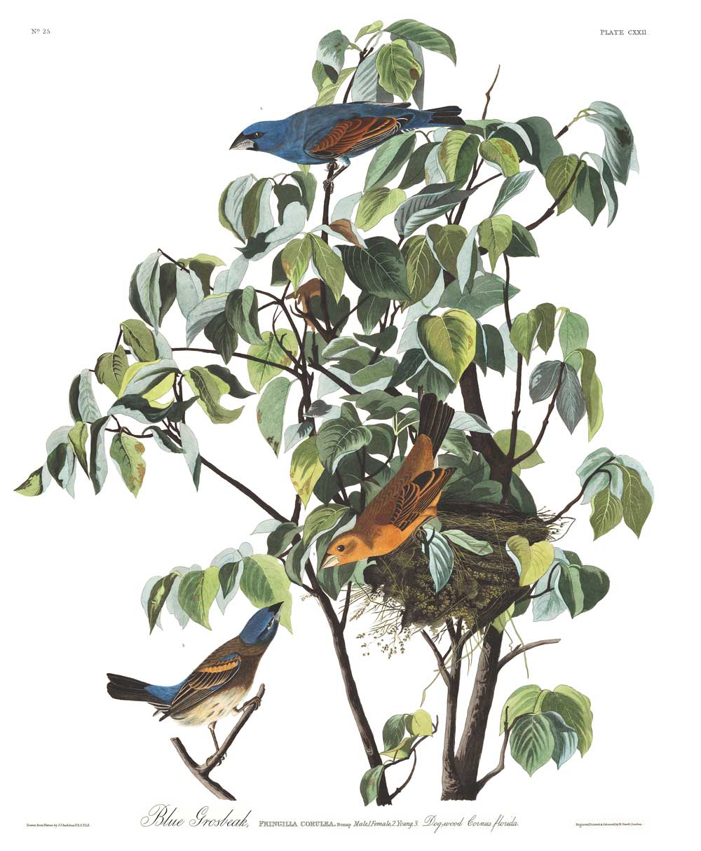 Grosbeak-Blue