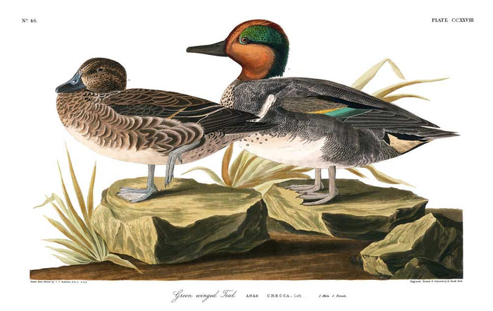 Teal-American Green Winged - Lithograph