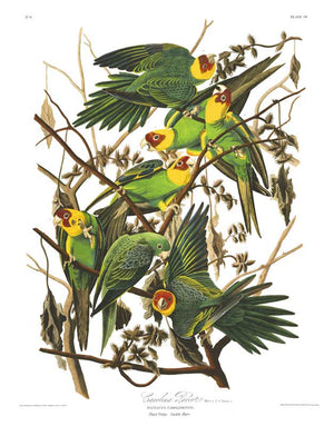 Parrot-Carolina