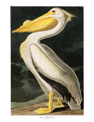 Pelican-American White