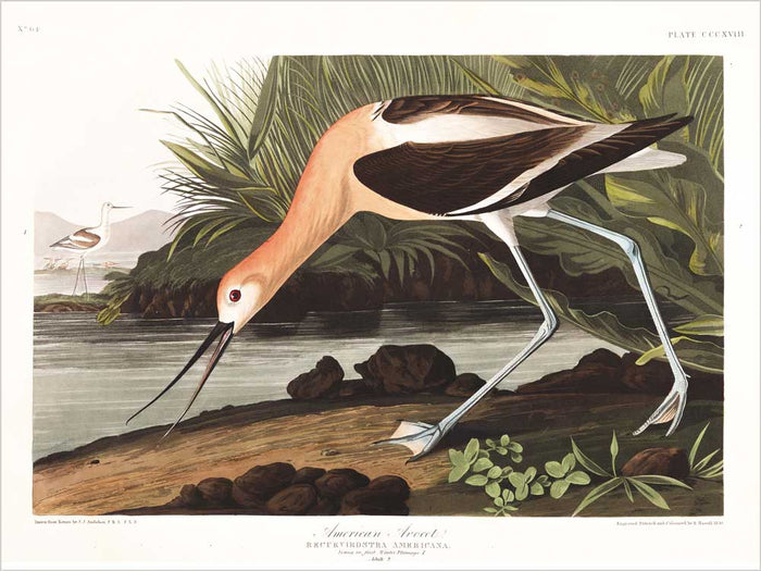 Avocet-American