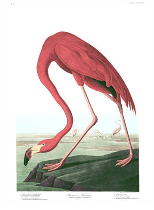 Flamingo-American