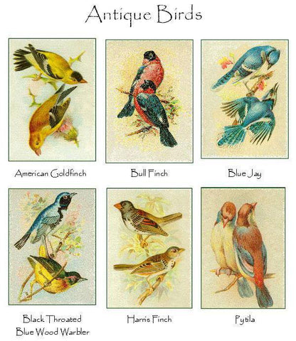 Vintage Bird Note Cards