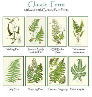 Antique Fern Note cards