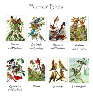 Vintage Fuertes' Bird Note Cards
